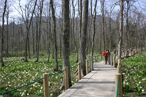 戸隠森林植物園